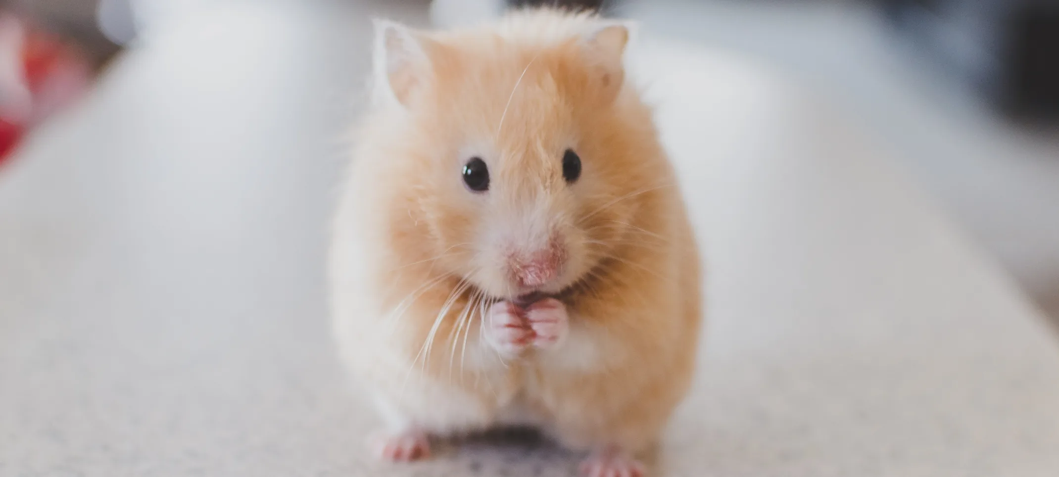 Hamster sitting on table